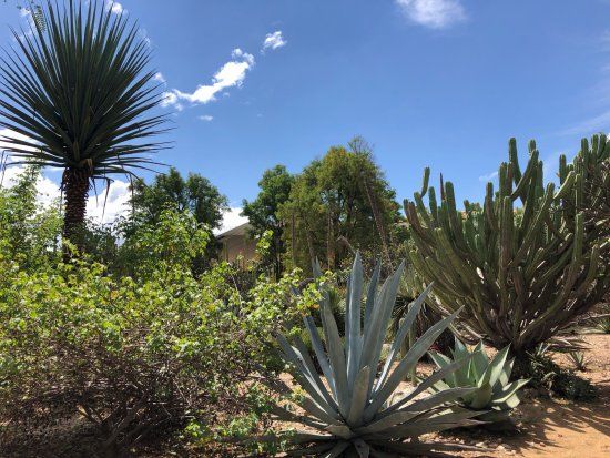 el Jardín Etnobotanico de Oaxaca